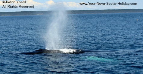Whale watching in Nova Scotia, Canada