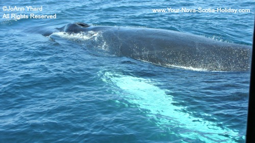 Whale Watching Season in Nova Scotia