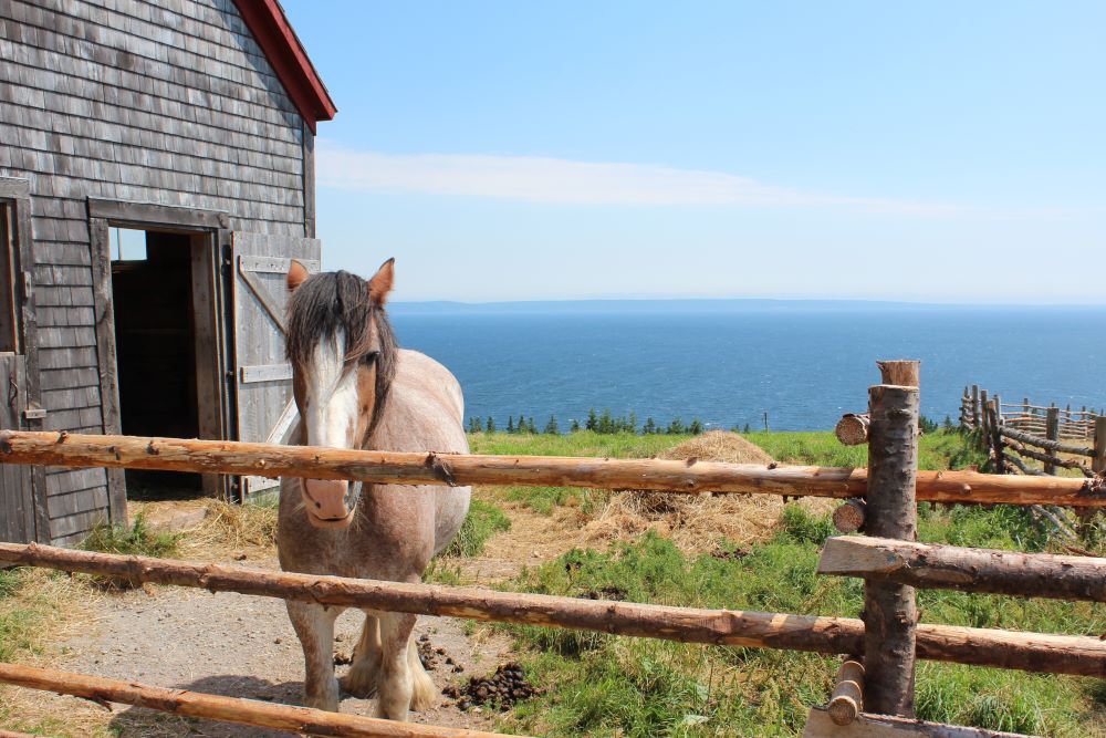 Clydesdale Horse at the Highland Village