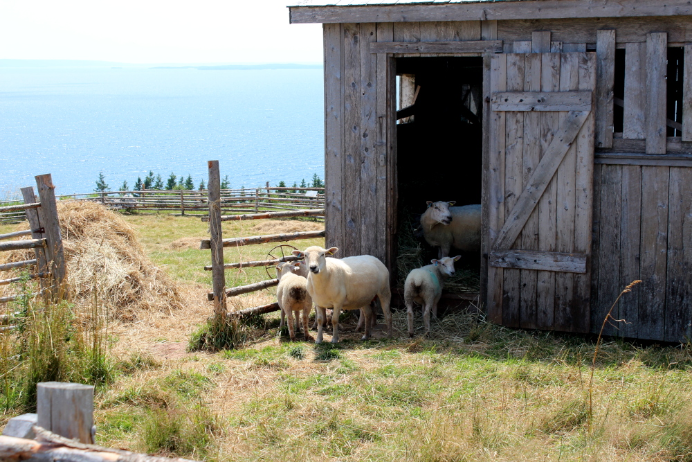 Soay Sheet at the Highland Village